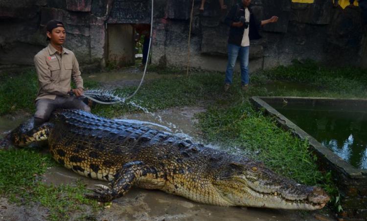 Youtuber Pekanbaru Si Penakluk Hewan Reptil Berbahaya Amar PD 