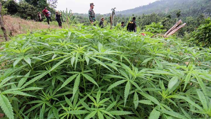 Sidang Kasus Ladang Ganja di Taman Nasional Bromo Tengger Semeru Dilanjutkan di PN Lumajang