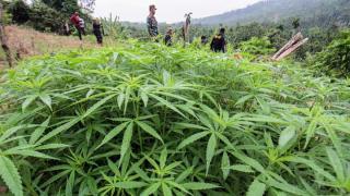 Sidang Kasus Ladang Ganja di Taman Nasional Bromo Tengger Semeru Dilanjutkan di PN Lumajang